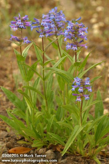 Pincushion Penstemon