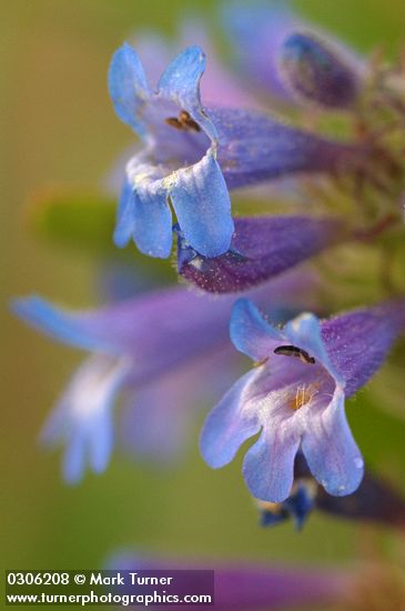 Pincushion Penstemon blossoms extreme detail