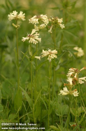 Yellow Penstemon