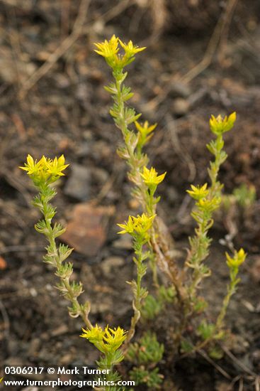 Narrow-leaved Sedum
