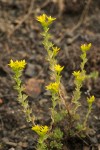 Narrow-leaved Sedum