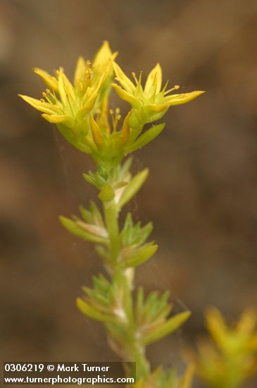 Narrow-leaved Sedum blossoms & foliage detail
