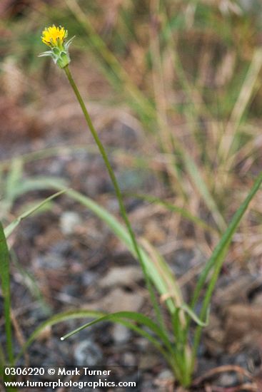 Large-flowered Agoseris