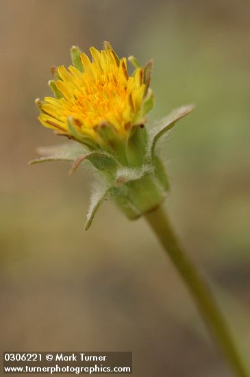 Large-flowered Agoseris blossom detail