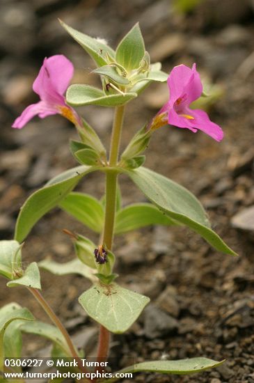 Cusick's Monkeyflower