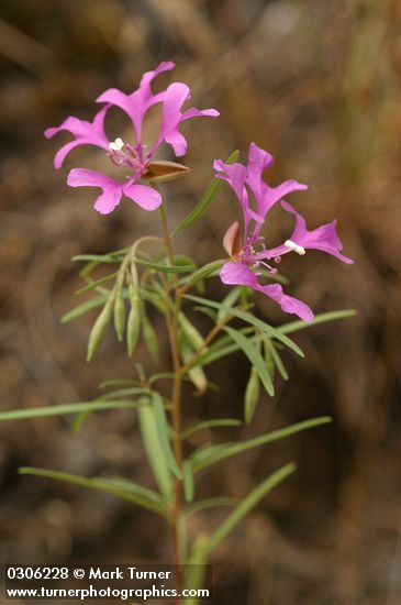 Beautiful Clarkia (Ragged Robin)