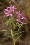 Beautiful Clarkia (Ragged Robin)