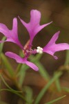 Beautiful Clarkia (Ragged Robin) blossom detail