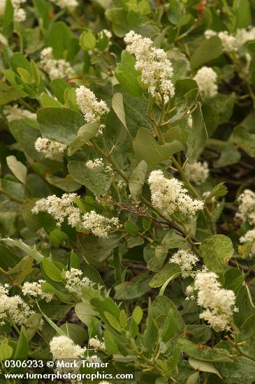 Snow-brush Ceanothus