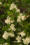 Snow-brush Ceanothus blossoms & foliage
