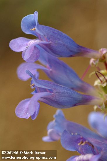 Showy Penstemon blossoms extreme detail