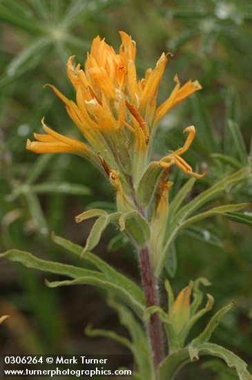 Wavy-leaved Indian Paintbrush