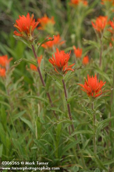 Wavy-leaved Indian Paintbrush
