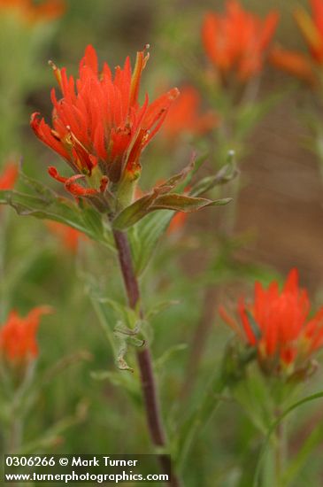Wavy-leaved Indian Paintbrush