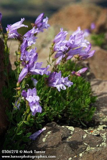 Lowbush Penstemon on rocky Aldrich Mtn summit