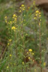 Mountain Tansy Mustard