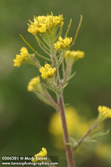Mountain Tansy Mustard blossoms detail