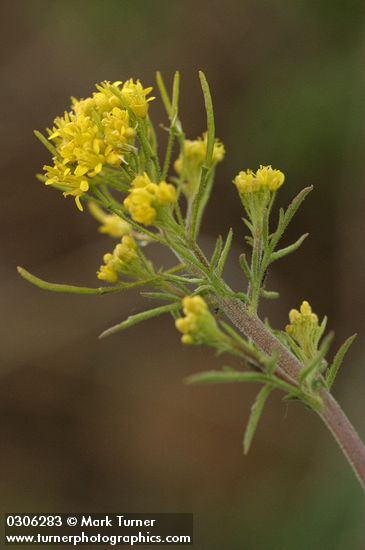 Mountain Tansy Mustard blossoms detail
