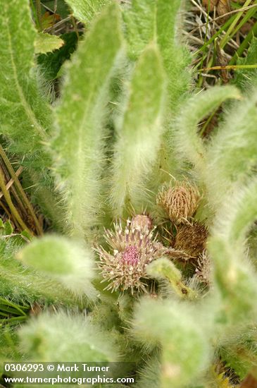 Elk Thistle