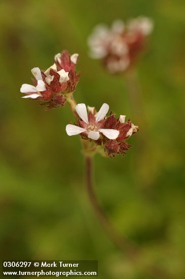 Pinewoods Horkelia blossoms detail