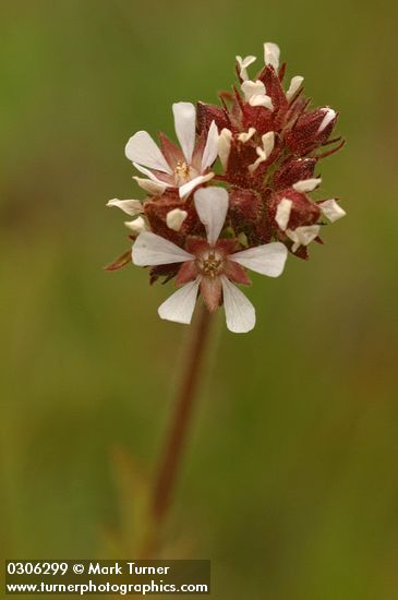 Pinewoods Horkelia blossoms detail