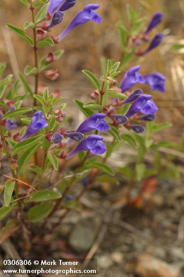 Narrowleaf Skullcap