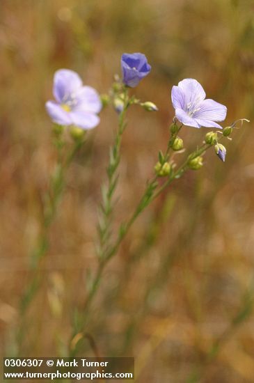 Western Blue Flax
