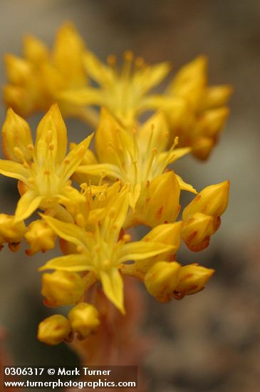 Lance-leaf Stonecrop blossoms detail