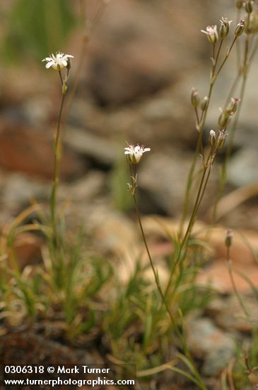 Mountain Sandwort