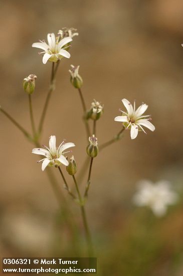 Mountain Sandwort blossoms detail