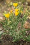 Western Hawksbeard