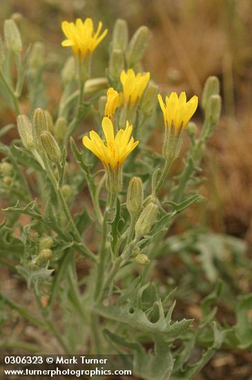 Western Hawksbeard