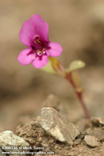 Dwarf Purple Monkey Flower