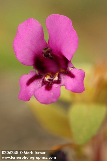 Dwarf Purple Monkey Flower blossom detail