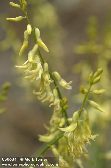 Thread-stalk Locoweed blossoms detail