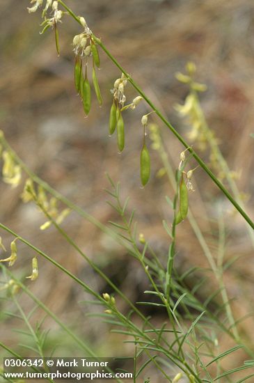 Thread-stalk Locoweed immature seed pods