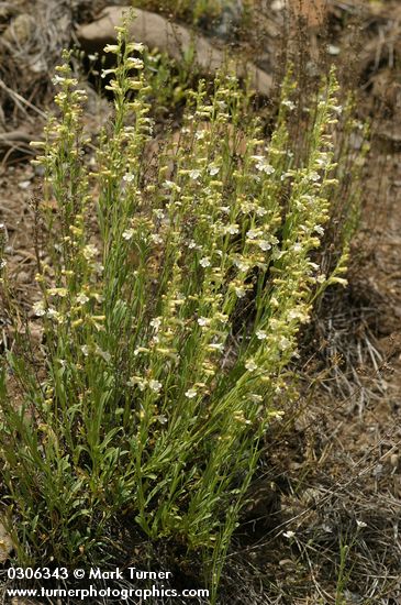 Hot Rock Penstemon