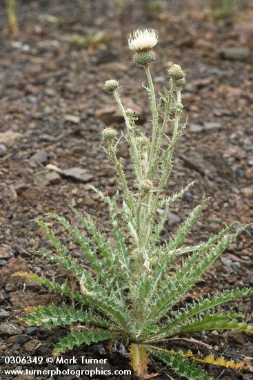 Gray-green Thistle