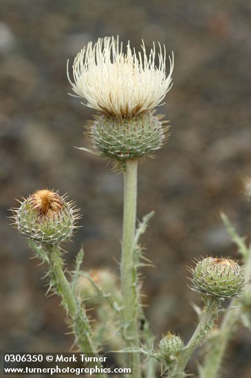 Gray-green Thistle blossom detail