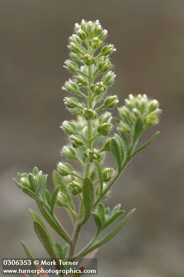 Small Alyssum blossoms & foliage detail