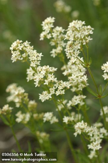 Northern Bedstraw