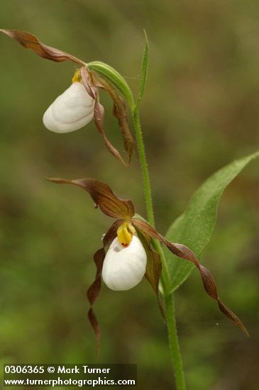 Mountain Ladyslipper w/ two blossoms detail