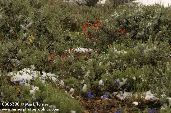 Summer snow on Big Sagebrush, Wavy-leaved Paintbrush & Upland Larkspur