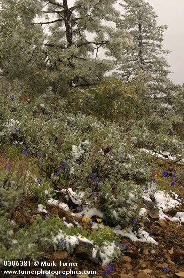 Summer snow on Big Sagebrush, Oregon Sunshine & Upland Larkspur w/ Ponderosa Pines bkgnd