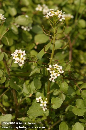 Water Cress