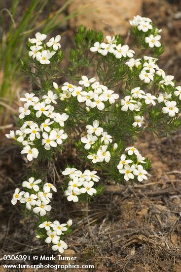 Nuttall's Linanthus