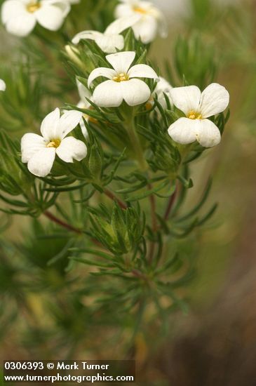 Nuttall's Linanthus blossoms & foliage detail