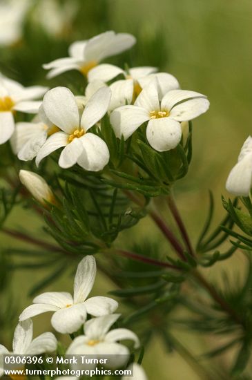 Nuttall's Linanthus blossoms & foliage detail