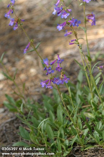 Rydberg's Penstemon