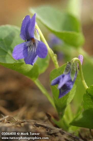 Early Blue Violet blossom & foliage detail
